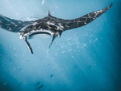 Flying For Food Heather Hollis
