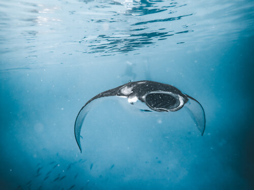 Marvelous Manta di Heather Hollis, Fotografia in vendita su Singulart