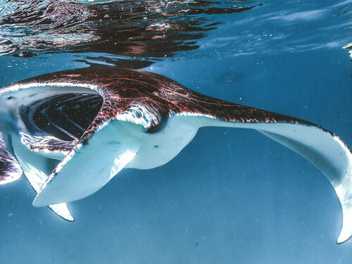 Big Mouth Heather Hollis