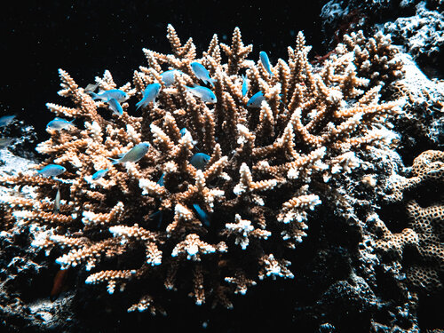 Safety Found van Heather Hollis, Fotografie te koop op Singulart