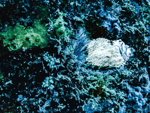 Ocean's Eye van Heather Hollis, Fotografie te koop op Singulart