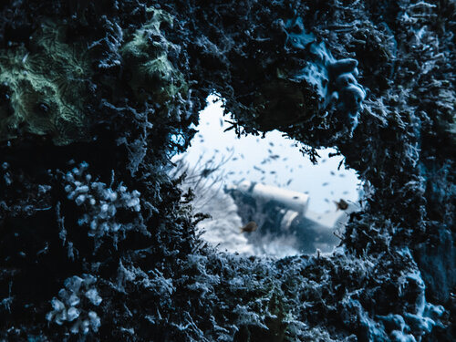 Framed Diver di Heather Hollis, Fotografia in vendita su Singulart