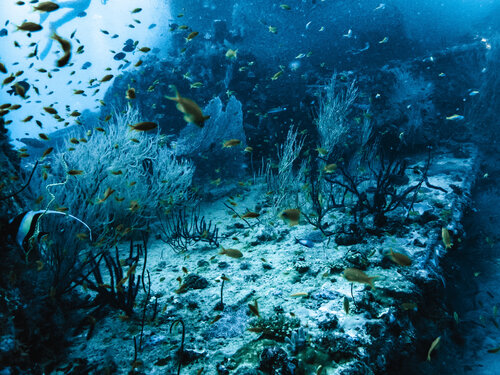 Shipwreck Garden di Heather Hollis, Fotografia in vendita su Singulart