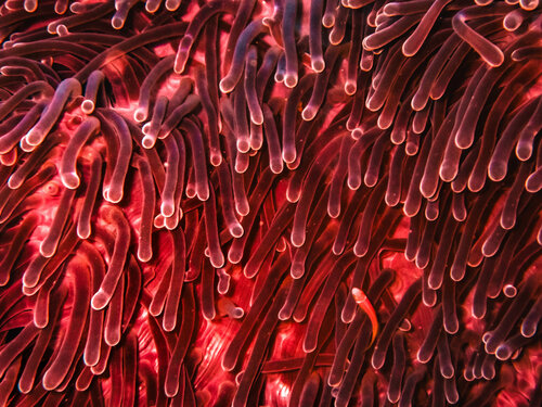 Red Fantasy Heather Hollis