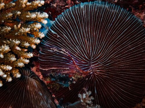 Mushroom Coral Heather Hollis