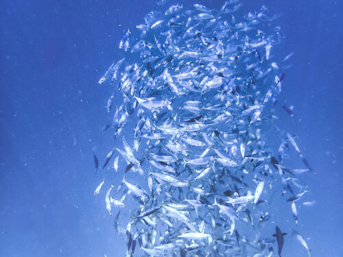 Tornado Frenzy Heather Hollis