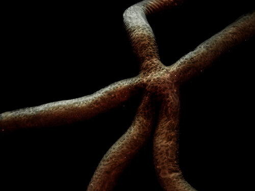 Sea A Star de Heather Hollis, Fotografía a la venta en Singulart