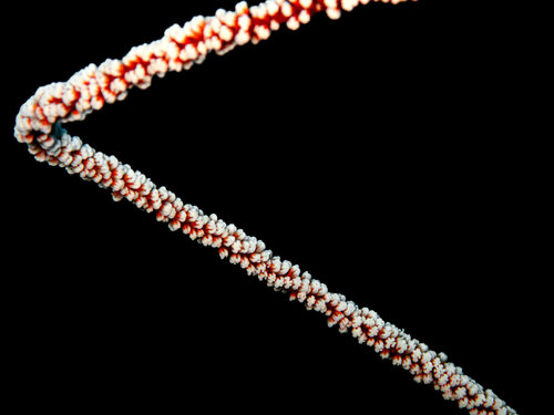 Whip It von Heather Hollis, Fotografie kaufen auf Singulart