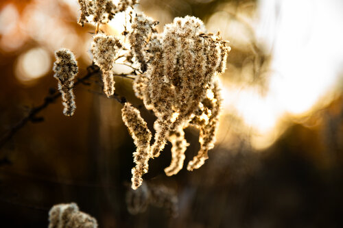 Willow In The Wind Heather Hollis