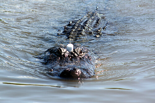 Marshmallow Gator de Heather Hollis, Fotografía a la venta en Singulart