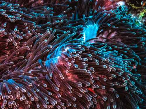 Stinging Beauty di Heather Hollis, Fotografia in vendita su Singulart