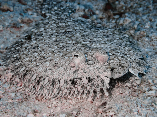 Flounder On The Ocean Floor Heather Hollis