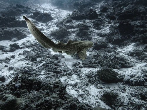 Silent Predator di Heather Hollis, Fotografia in vendita su Singulart