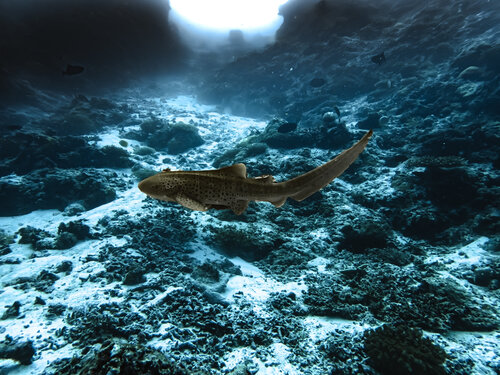 Spotted Silence di Heather Hollis, Fotografia in vendita su Singulart