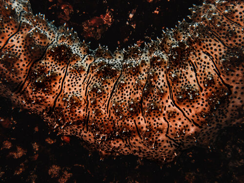 Textured Drifter di Heather Hollis, Fotografia in vendita su Singulart