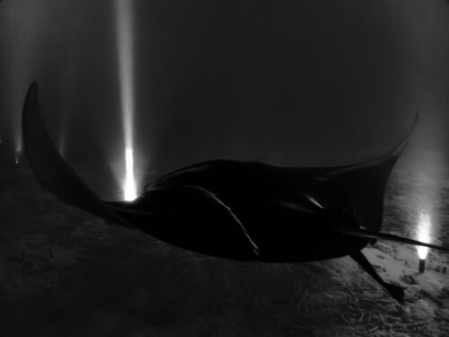 Swim Through The Light Heather Hollis