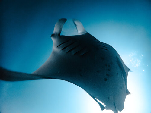 Wings of Blue di Heather Hollis, Fotografia in vendita su Singulart