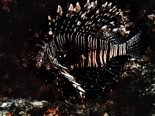 Evasive de Heather Hollis, Fotografía a la venta en Singulart