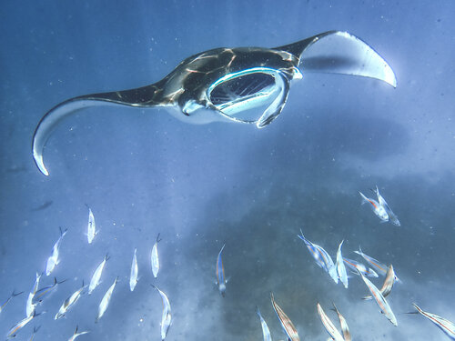 Wings Of The Deep by Heather Hollis, Photography for Sale on Singulart