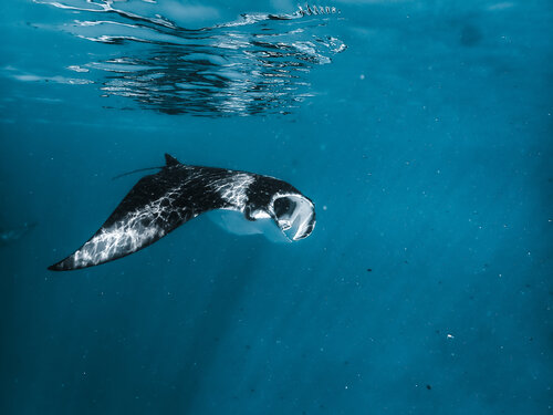 Silent Flight par Heather Hollis, Photographie en vente sur Singulart