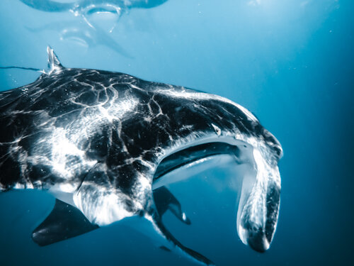 Closer di Heather Hollis, Fotografia in vendita su Singulart