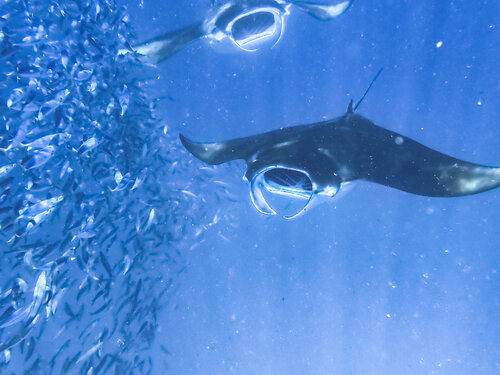 Ocean Ballet di Heather Hollis, Fotografia in vendita su Singulart