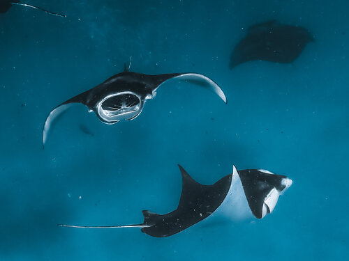 Dance of the Mantas par Heather Hollis, Photographie en vente sur Singulart