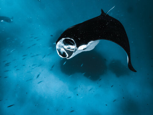 Wings Of The Sea par Heather Hollis, Photographie en vente sur Singulart