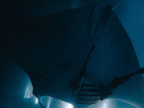 Shelter Me von Heather Hollis, Fotografie kaufen auf Singulart