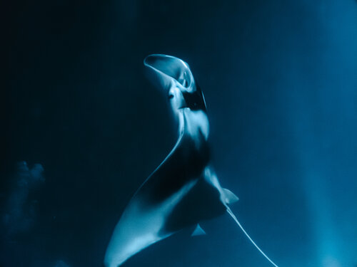 Night Acrobatics di Heather Hollis, Fotografia in vendita su Singulart