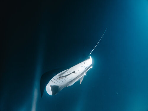 Into The Night di Heather Hollis, Fotografia in vendita su Singulart