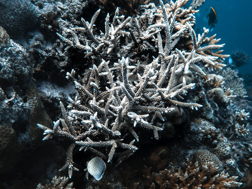 Thorn In The Sea di Heather Hollis, Fotografia in vendita su Singulart