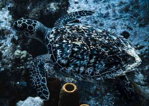 Beauty In The Sea van Heather Hollis, Fotografie te koop op Singulart