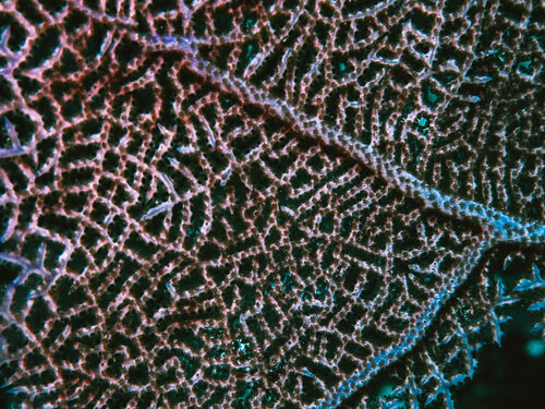 Fragility by Heather Hollis, Photography for Sale on Singulart