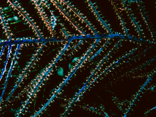 Ocean Constellations von Heather Hollis, Fotografie kaufen auf Singulart