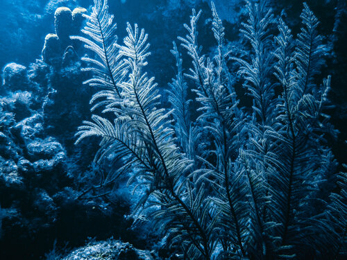 Blue Mercy di Heather Hollis, Fotografia in vendita su Singulart