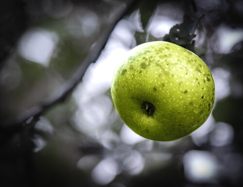 The Forbidden di Heather Hollis, Fotografia in vendita su Singulart