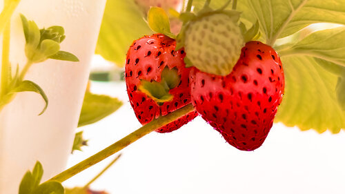 Berry Good by Heather Hollis, Photography for Sale on Singulart