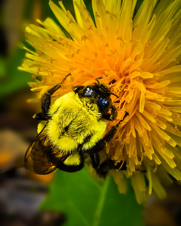 The Pollinator Heather Hollis