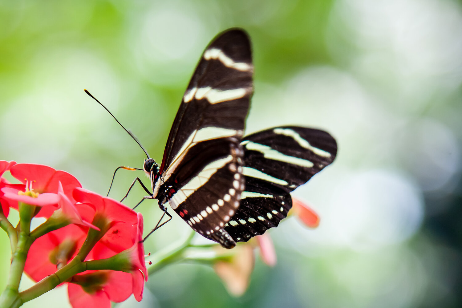 Nectar Of The Gods Heather Hollis