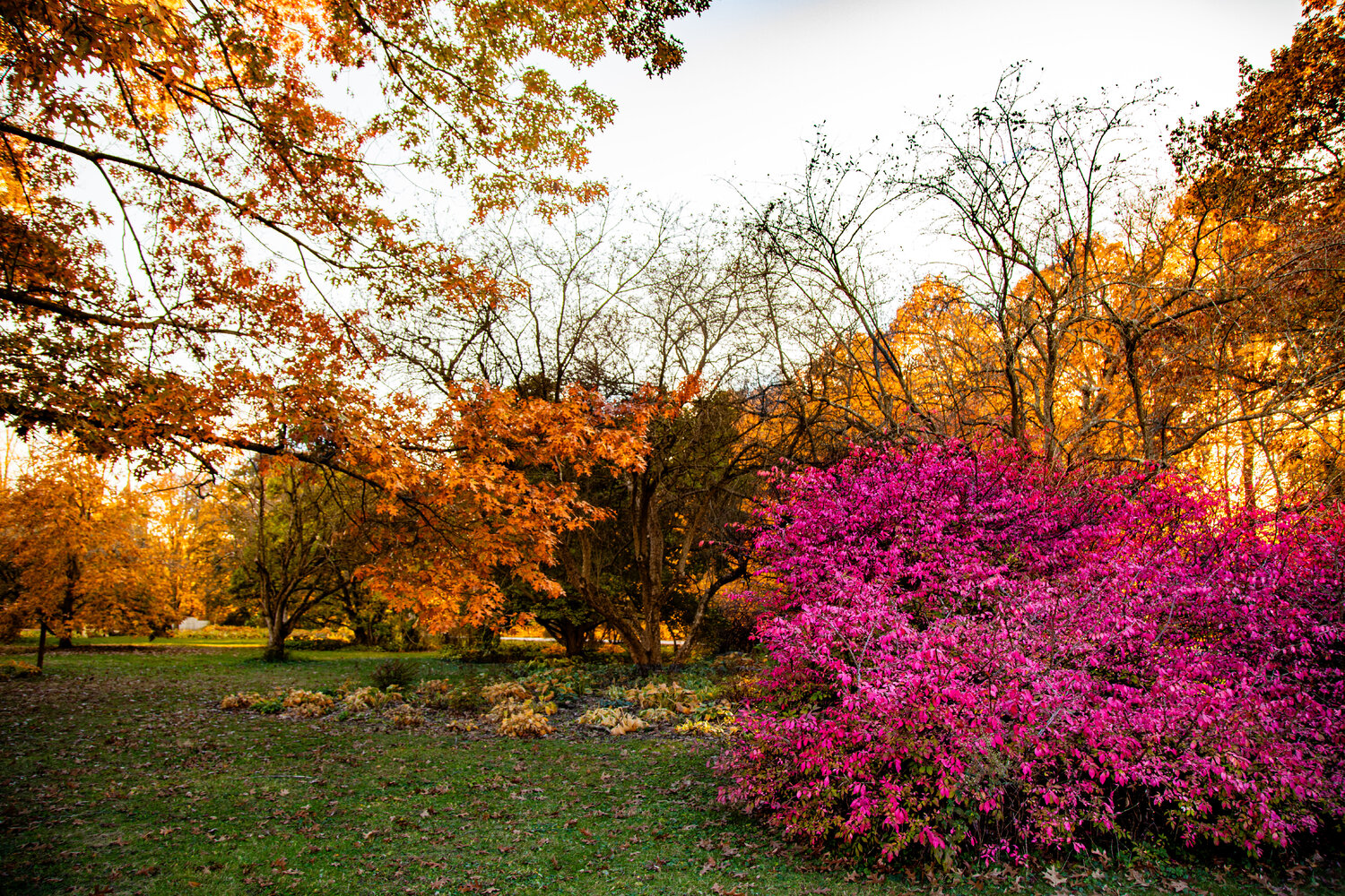 Colors of Fall Heather Hollis