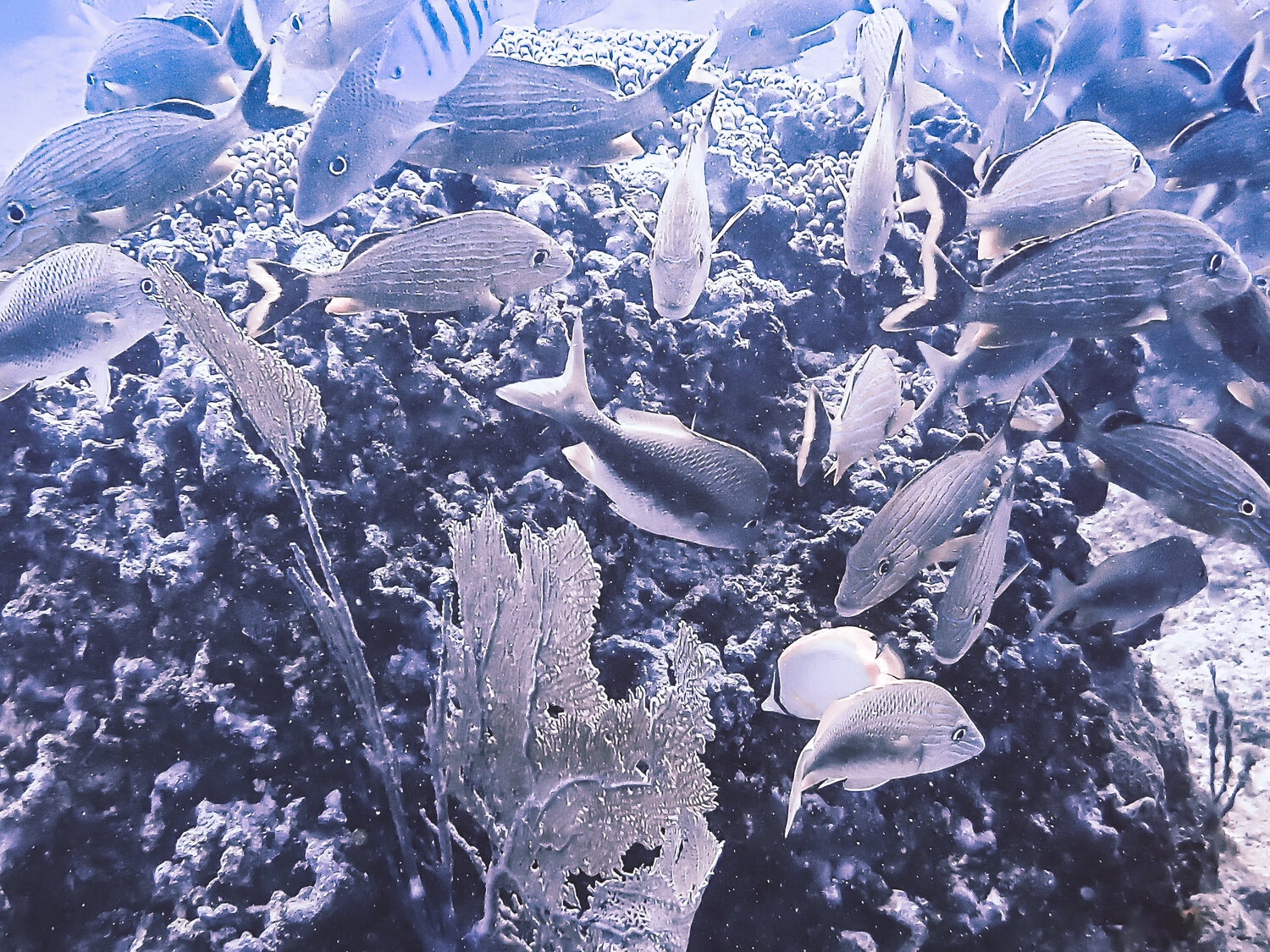 Heading To School Heather Hollis