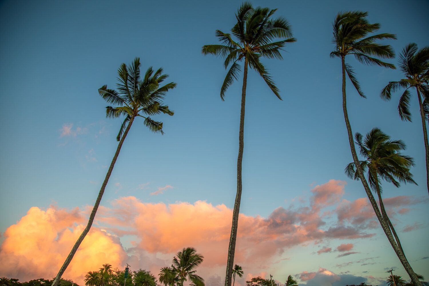 Sunset Palms Heather Hollis
