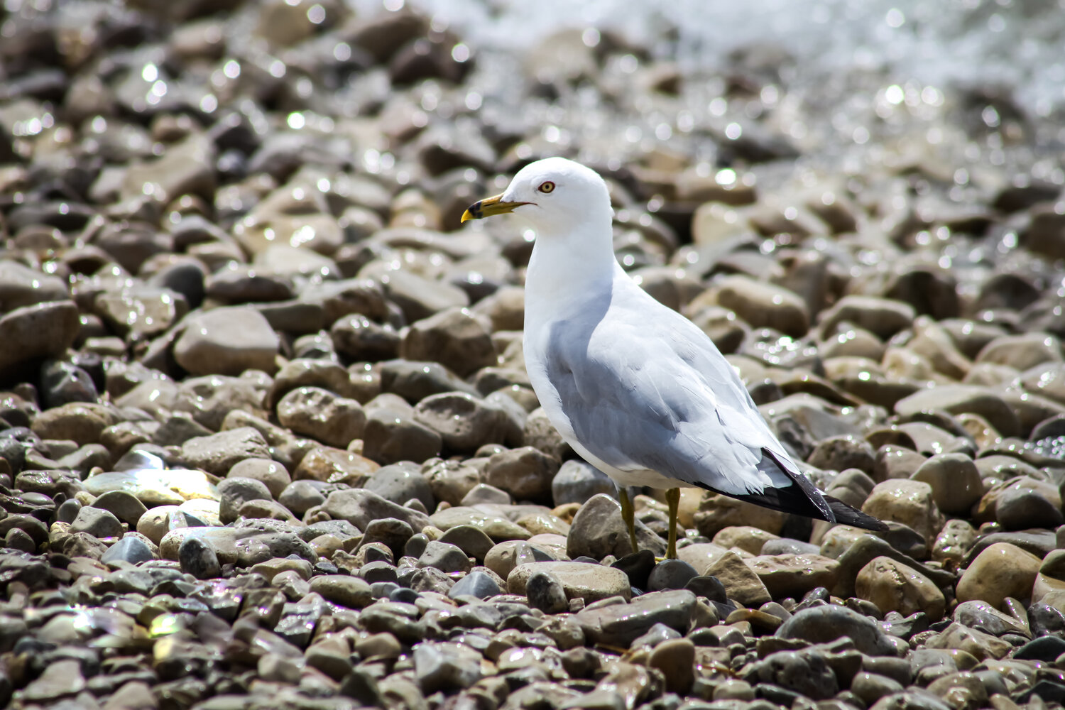 Seagull On Stones Heather Hollis