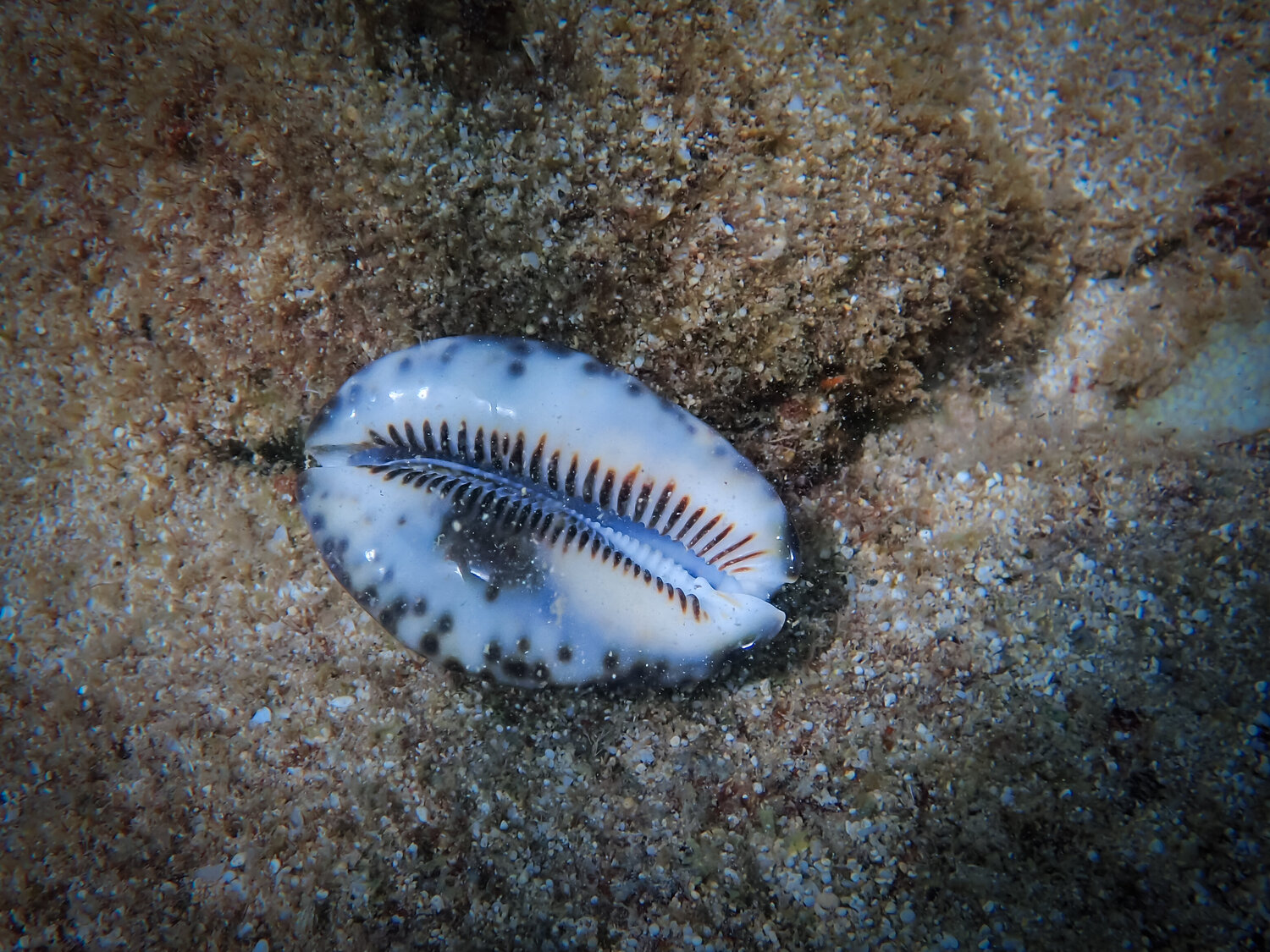 Cowering Cowrie Heather Hollis
