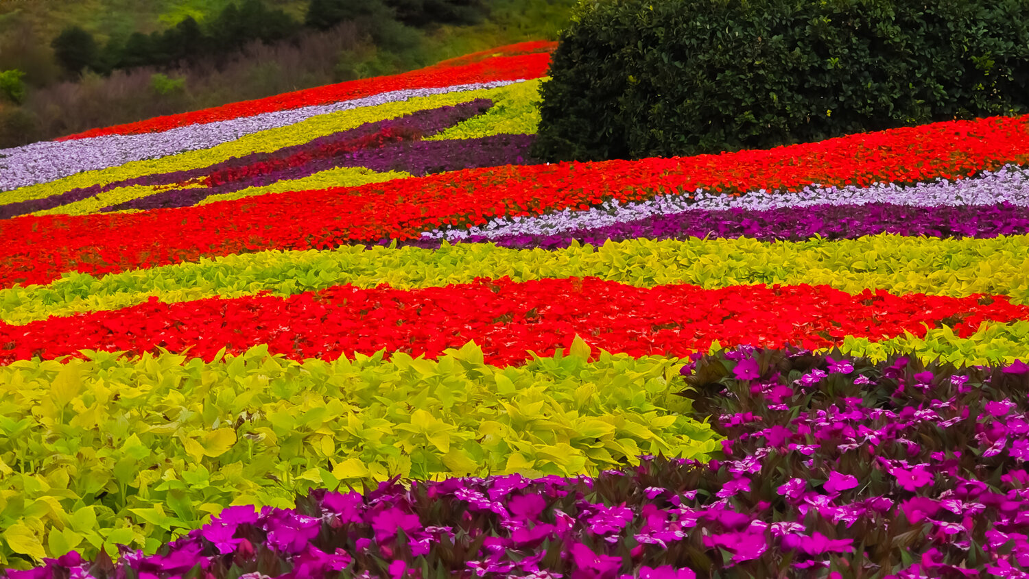 Floral Frenzy- On Metal Heather Hollis Fotografie zu verkaufen