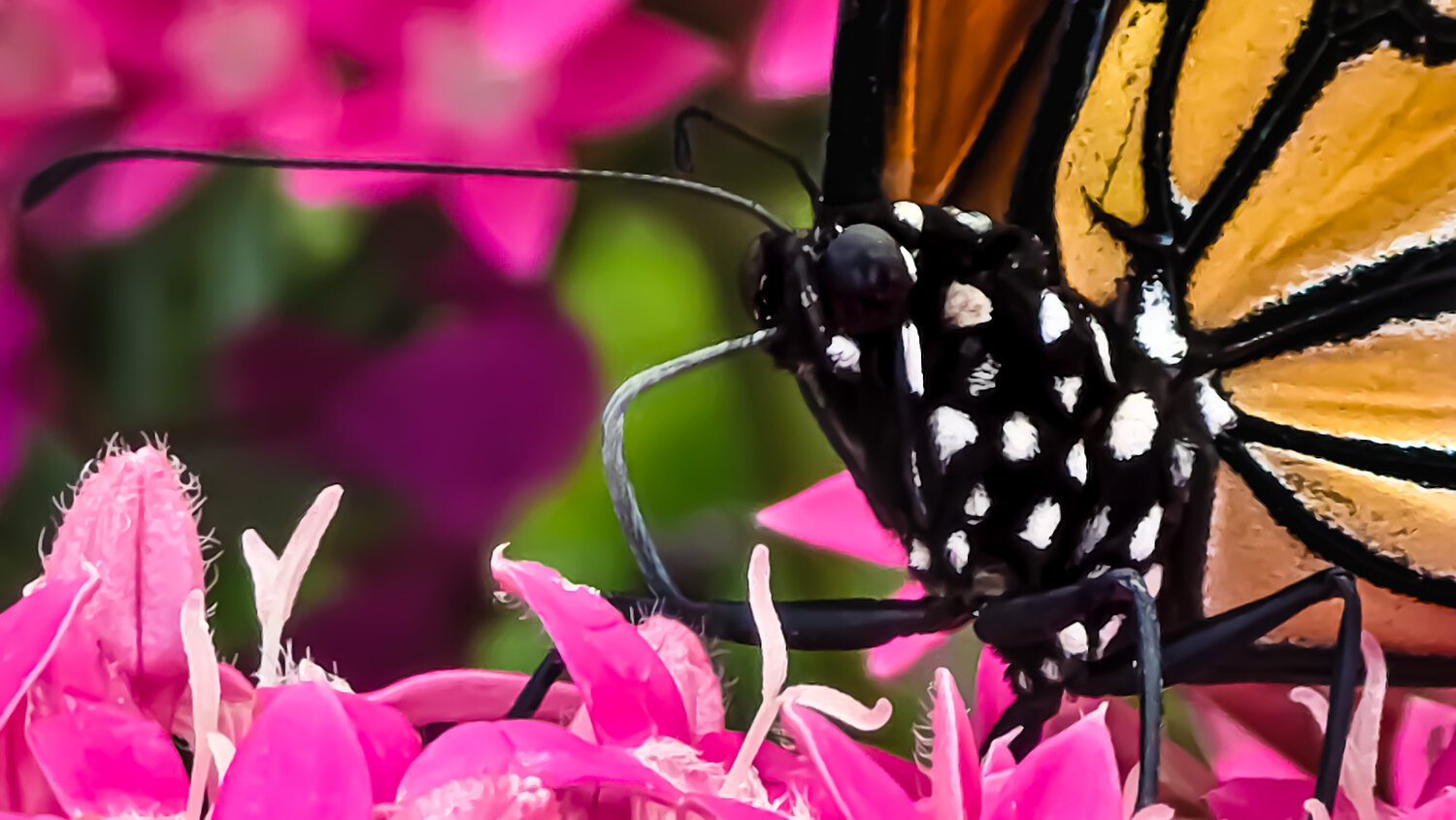 Monarch- On Metal Heather Hollis