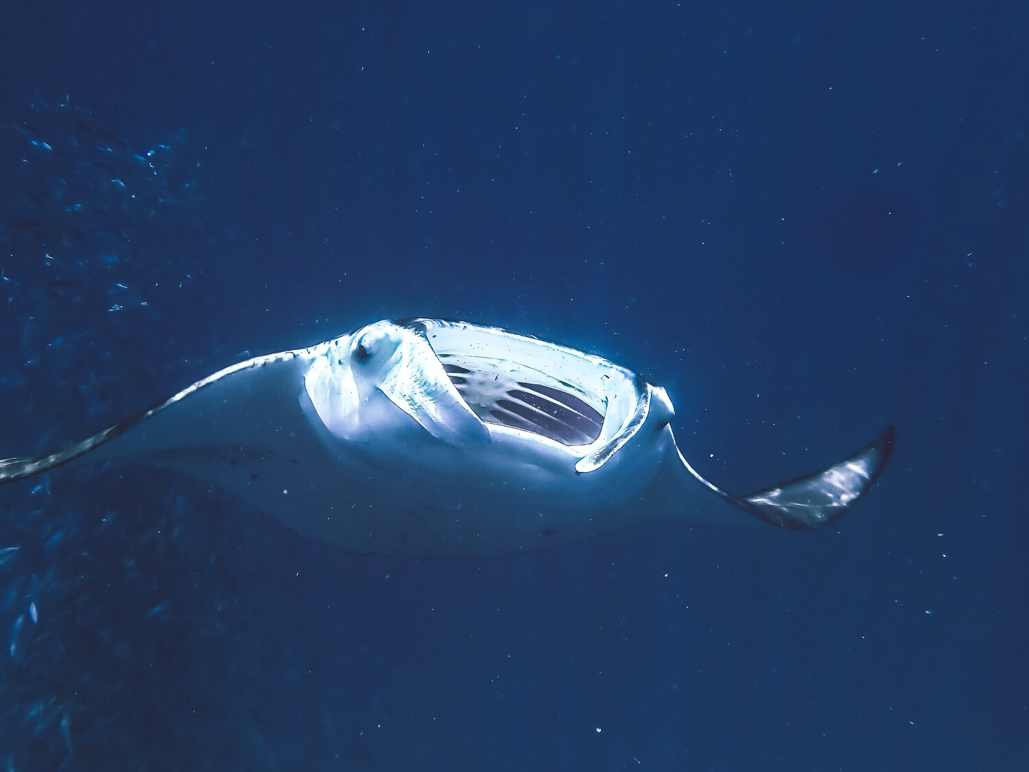 Majestic Heather Hollis