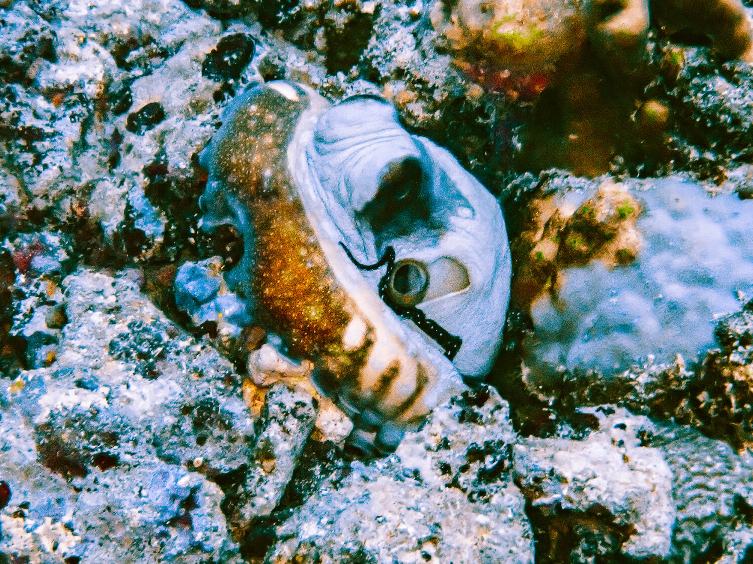 Camouflaged Octopus Heather Hollis