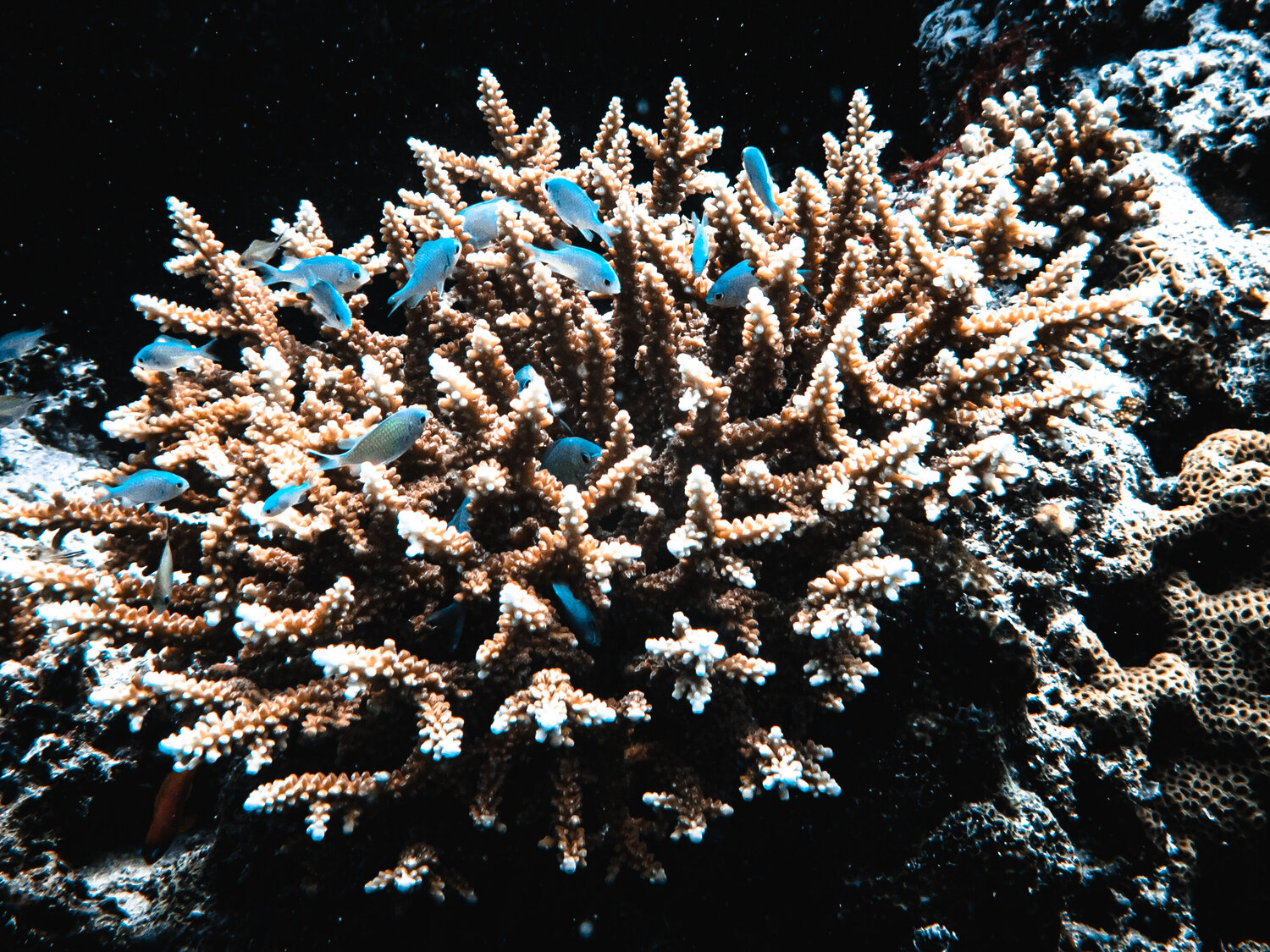 Safety Found Heather Hollis